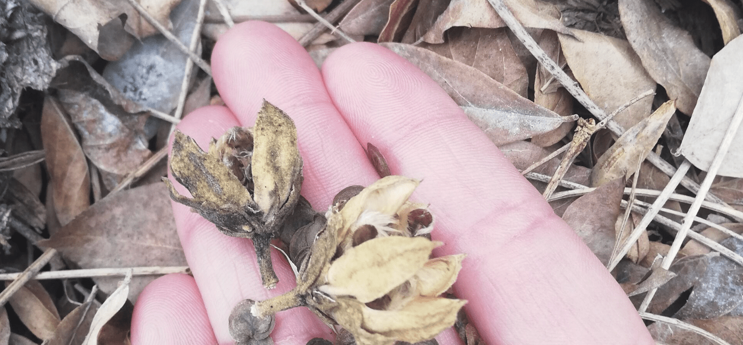 seeds