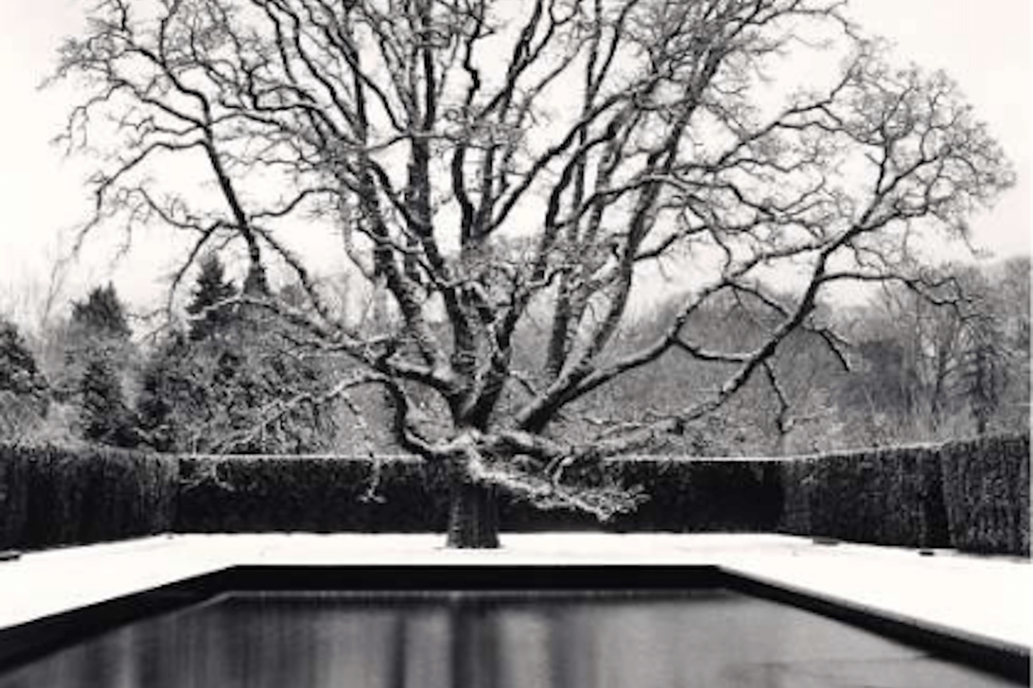 L'arbre dans les arts et la littérature. Autour de la photographie de Michael Kenna