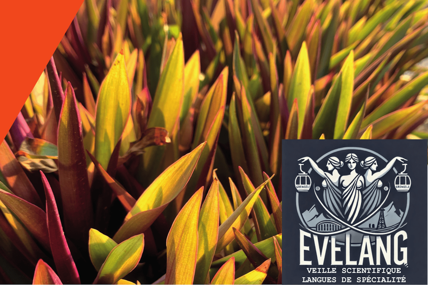 EVELANG